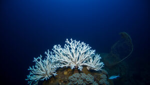 Coral Reef: What It Is, Irish Cold-Water Reefs and Threats